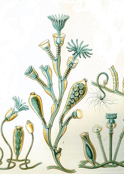 Main Structural Differences Between Obelia and Jelly Fish