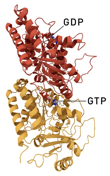 Difference Between Alpha and Beta Tubulin