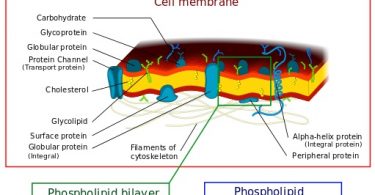 What is the Difference Between Cell Membrane and Nuclear Membrane
