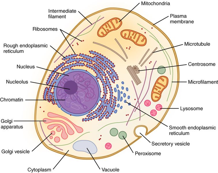 What is the Difference Between Cytoplasm and Nucleus