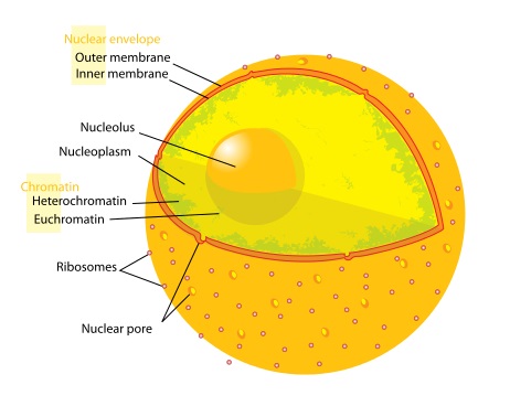 Cytoplasm vs Nucleus