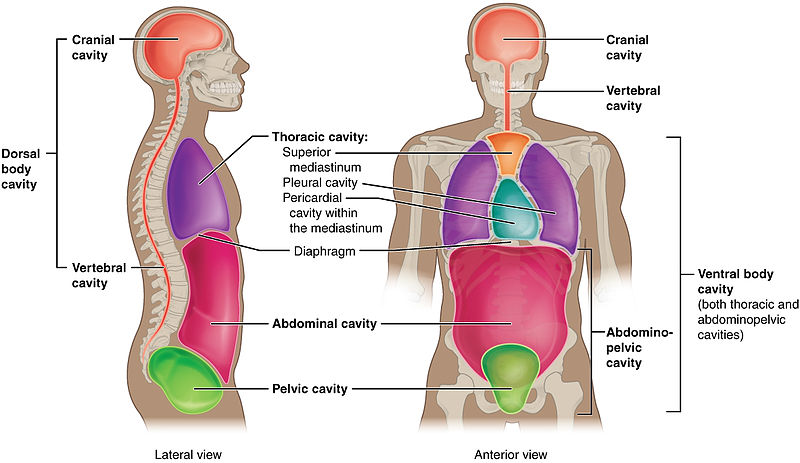 Examples Of Ventral And Dorsal In Anatomy