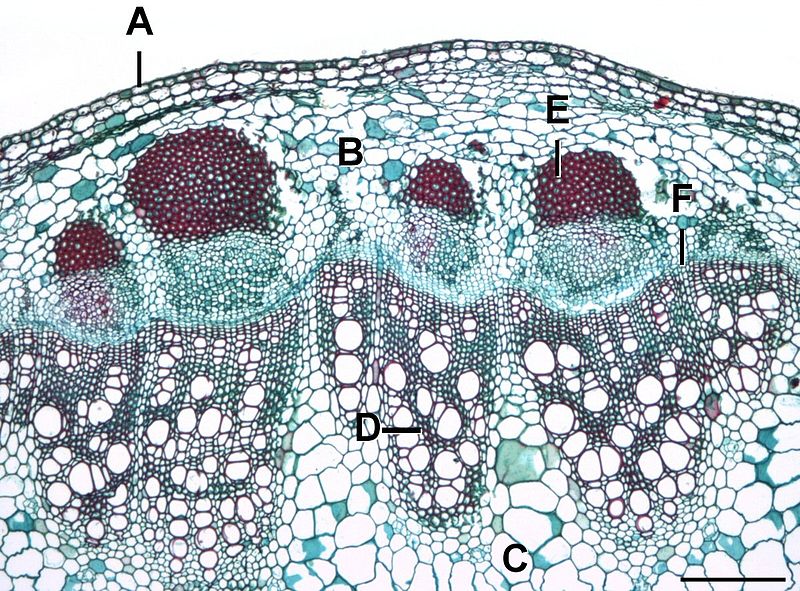 Difference Between Fascicular Cambium and Interfascicular Cambium