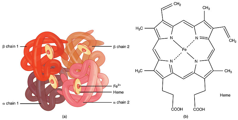 What is the Difference Between Hemoglobin and Hemoglobin A1c - Pediaa.Com