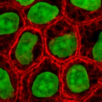Primary Cell Culture vs Cell Line