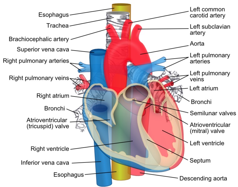 what-is-the-difference-between-superior-and-inferior-in-anatomy