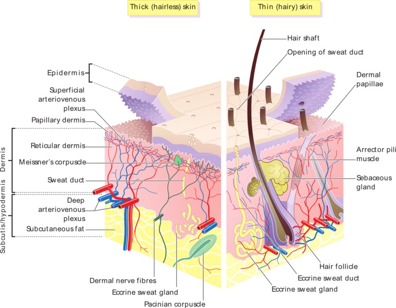 What is the Difference Between Thick and Thin Skin - Pediaa.Com