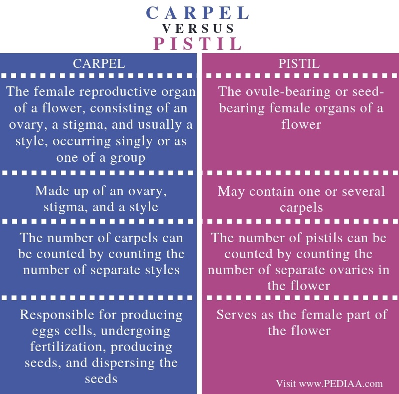 What Is Pistil And Carpel