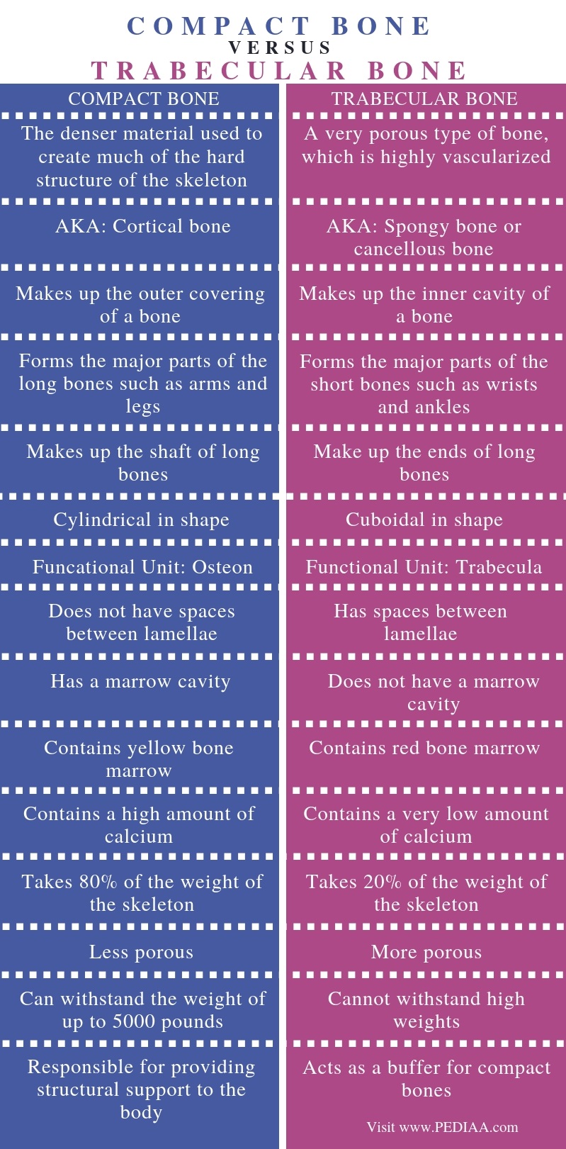 What is the Difference Between Compact and Trabecular Bone - Pediaa.Com