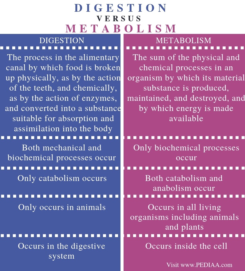 Difference Between Digestion and Metabolism - Comparison Summary