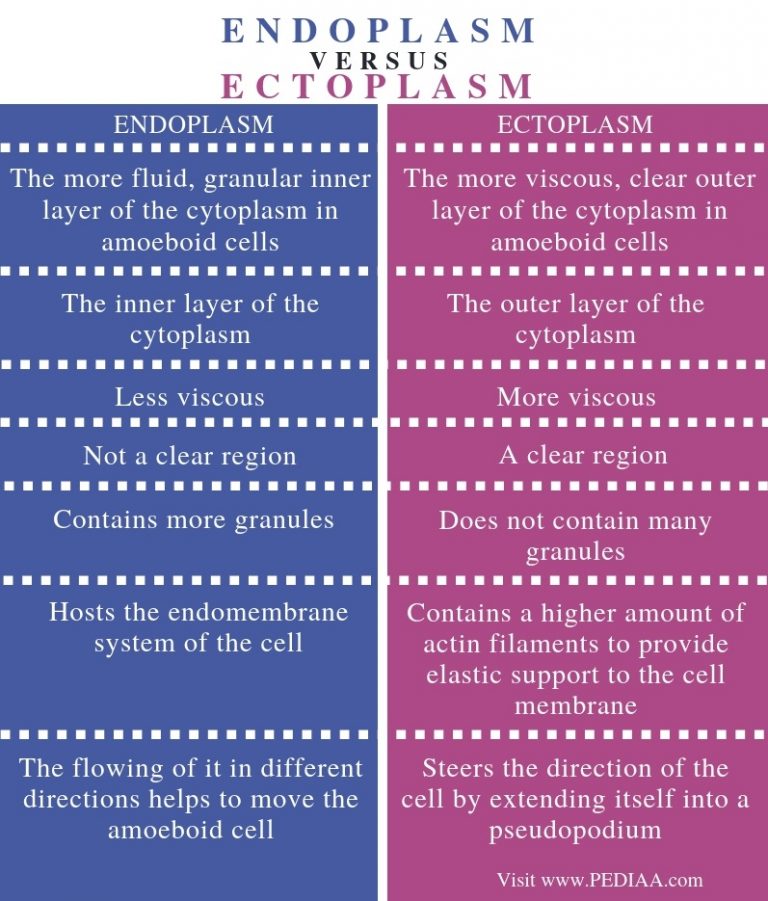 What is the Difference Between Endoplasm and Ectoplasm - Pediaa.Com