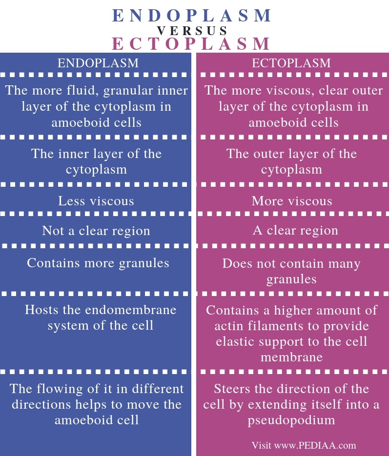 What is the Difference Between Endoplasm and Ectoplasm - Pediaa.Com