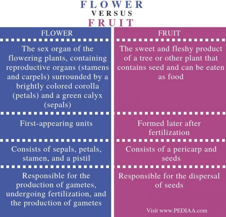 What Is The Difference Between Flower And Fruit Pediaa