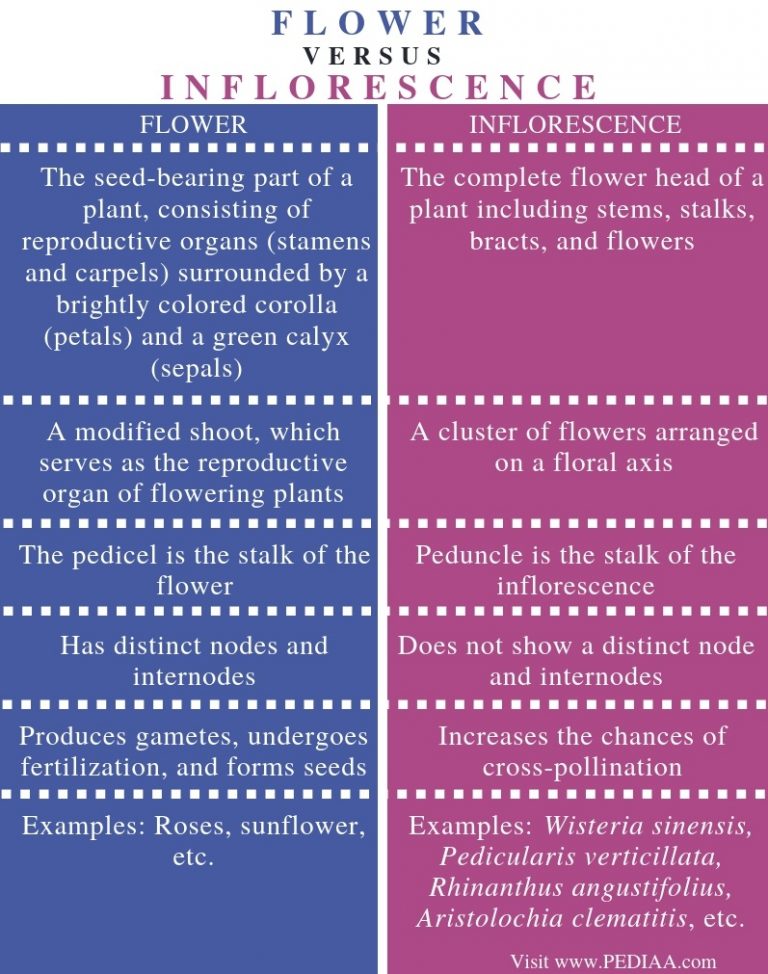 What is the Difference Between Flower and Inflorescence