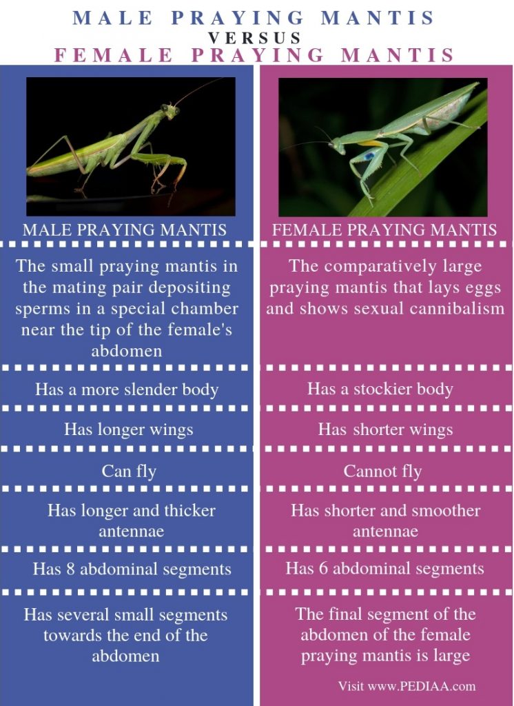 What Is The Difference Between Male And Female Praying Mantis Pediaacom 6085