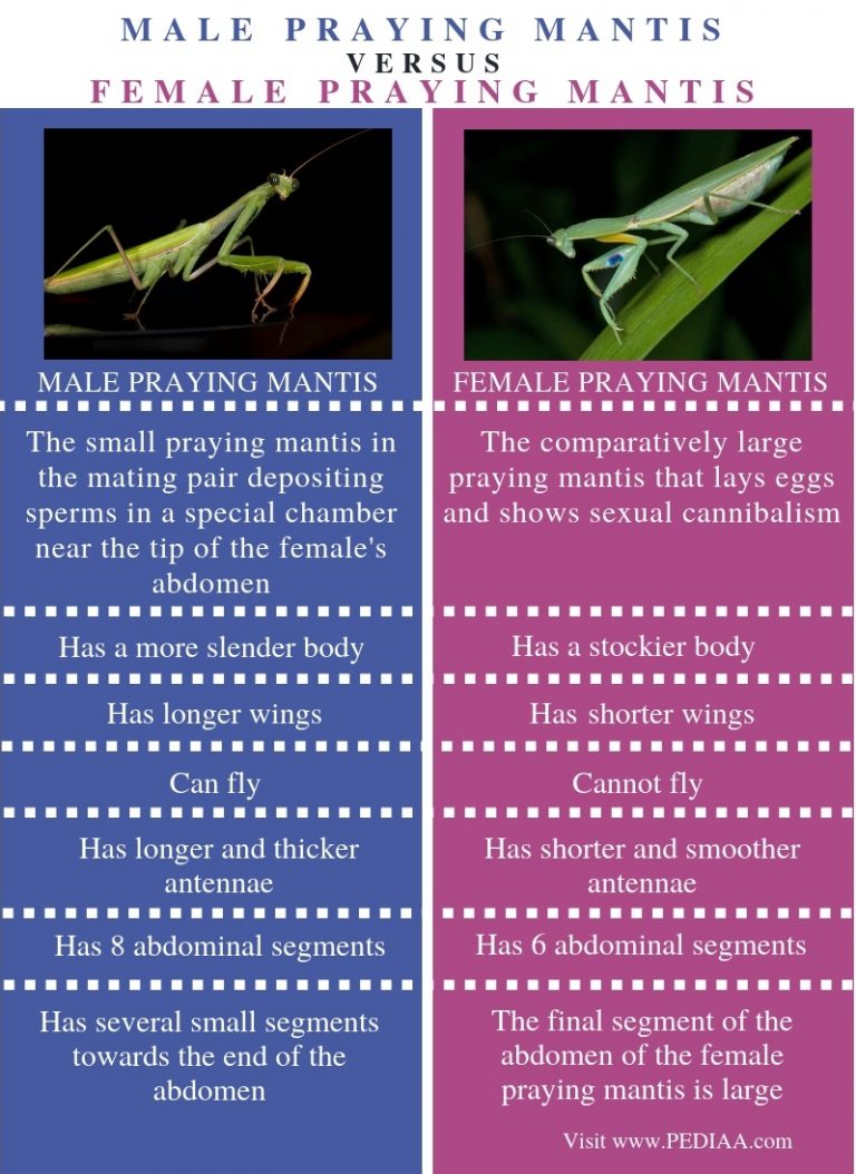 What is the Difference Between Male and Female Praying Mantis - Pediaa.Com