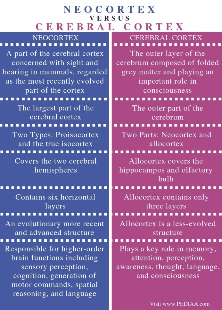 What is the Difference Between Neocortex and Cerebral Cortex - Pediaa.Com