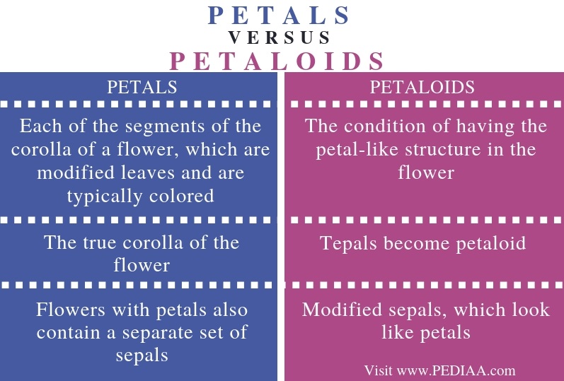 What is the Difference Between Petals and Petaloids