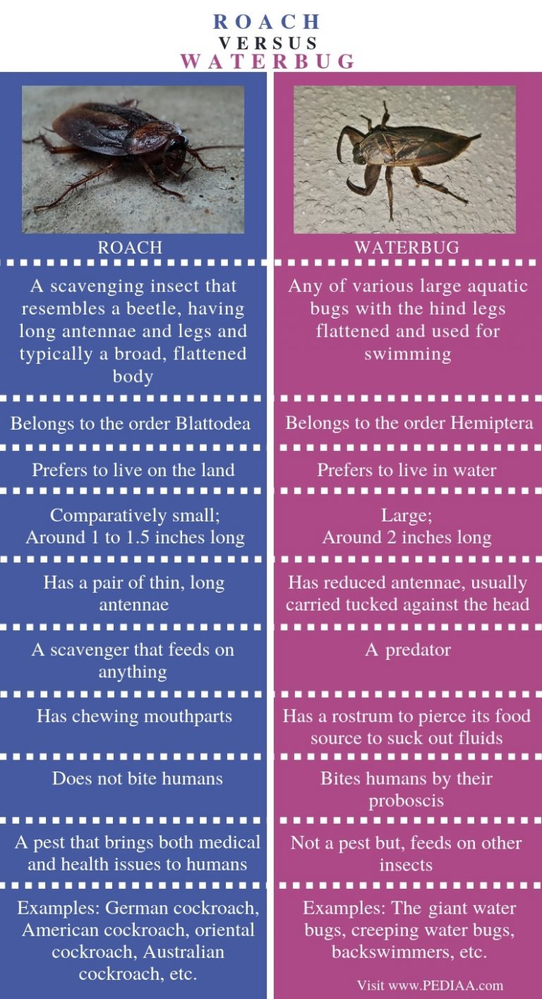 What is the Difference Between Roach and Waterbug