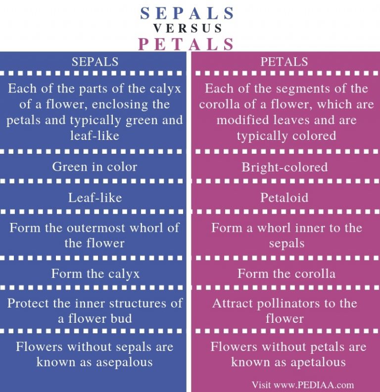 what-is-the-difference-between-sepals-and-petals-pediaa-com