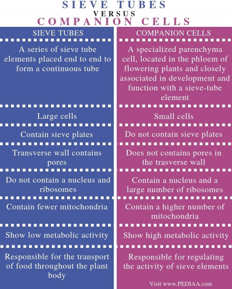 What is the Difference Between Sieve Tubes and Companion Cells - Pediaa.Com