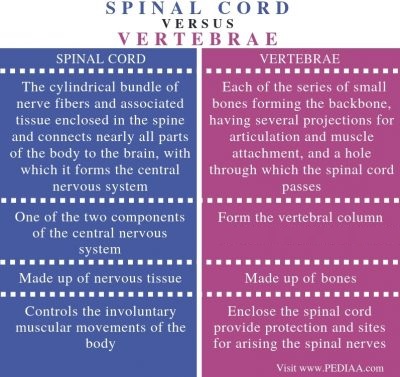 Difference Between Spinal Cord and Vertebrae - Comparison Summary