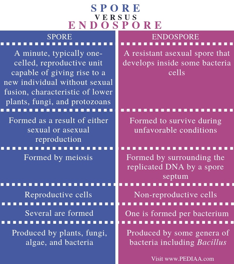 Difference Between Spore and Endospore - Comparison Summary
