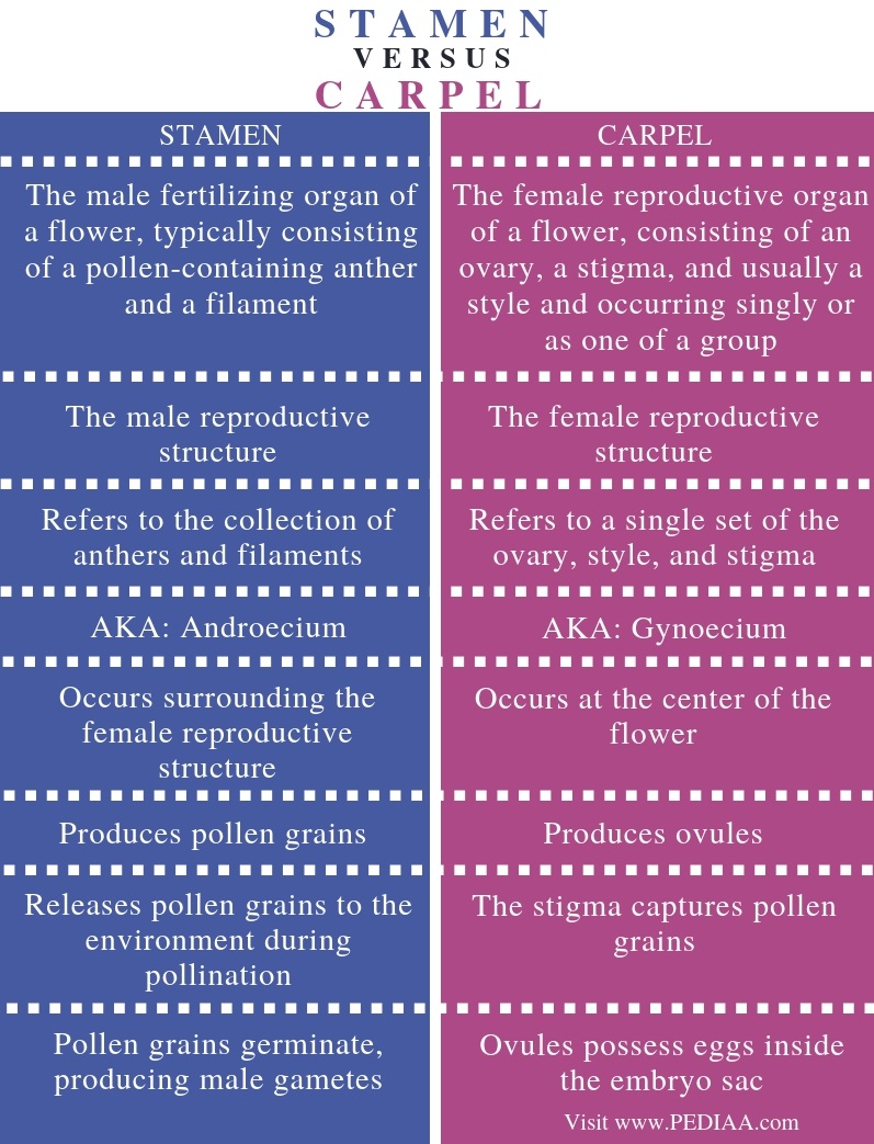 what-is-the-difference-between-stamen-and-carpel-pediaa-com