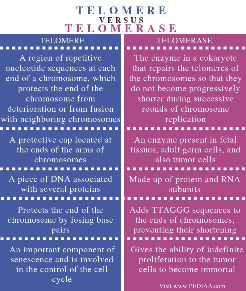 What is the Difference Between Telomere and Telomerase - Pediaa.Com