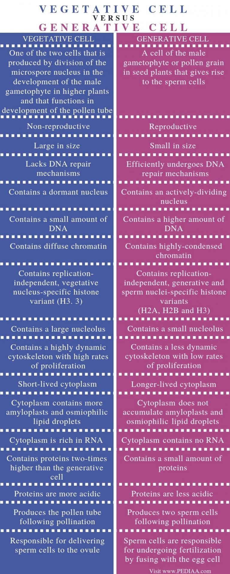 What is the Difference Between Vegetative and Generative Cell