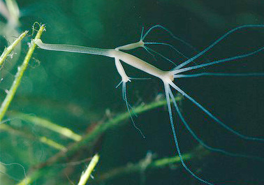 Bud of Hydra vs Bud of Bryophyllum