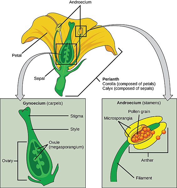 Is Pistil The Female Part Of A Flower