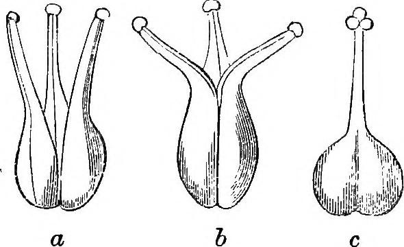 what-is-the-difference-between-stamen-and-carpel-pediaa-com