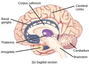 What is the Difference Between Chimpanzee Brain and Human Brain ...