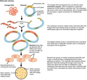 What is the Difference Between Cloning and Subcloning - Pediaa.Com