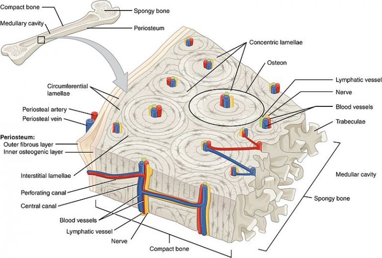 What is the Difference Between Compact and Trabecular Bone