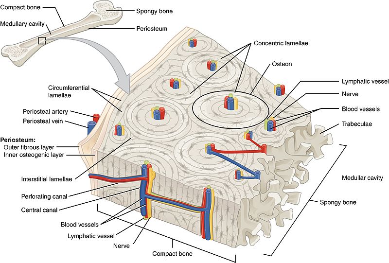 What is the Difference Between Compact and Trabecular Bone - Pediaa.Com