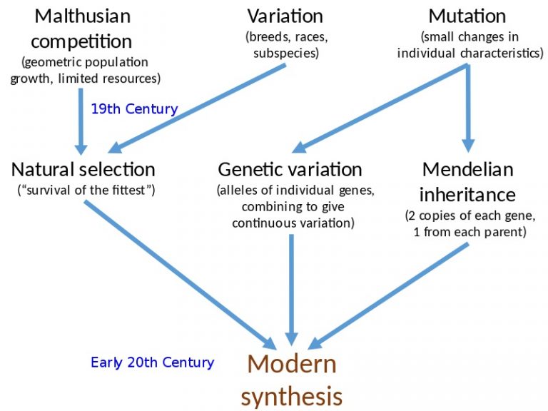 What is the Difference Between Darwinism and Neo Darwinism - Pediaa.Com
