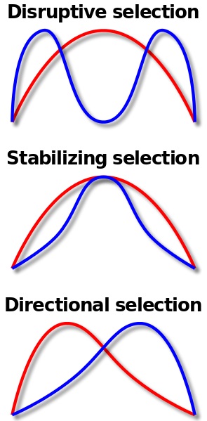 what-is-the-difference-between-directional-and-disruptive-selection