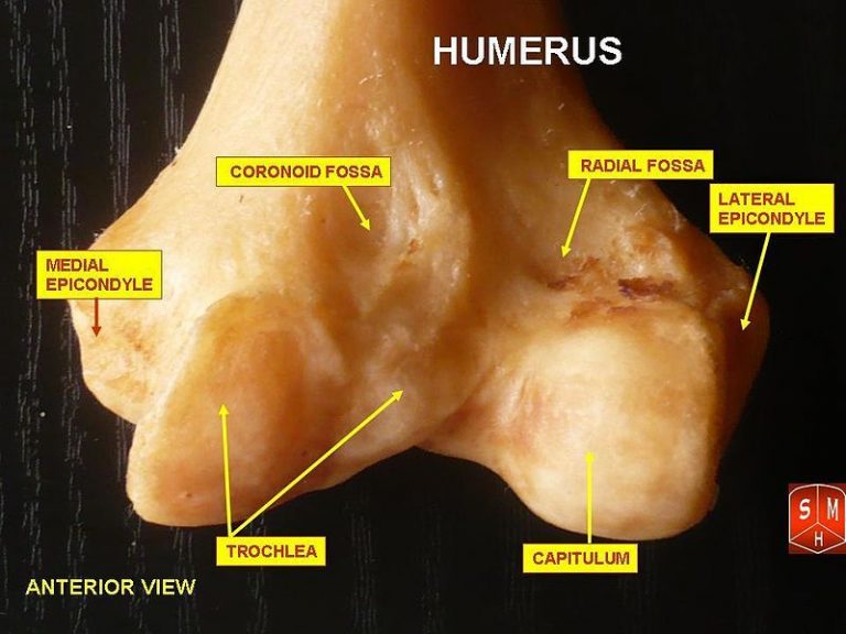 What Is The Difference Between Epiphysis And Diaphysis Pediaa