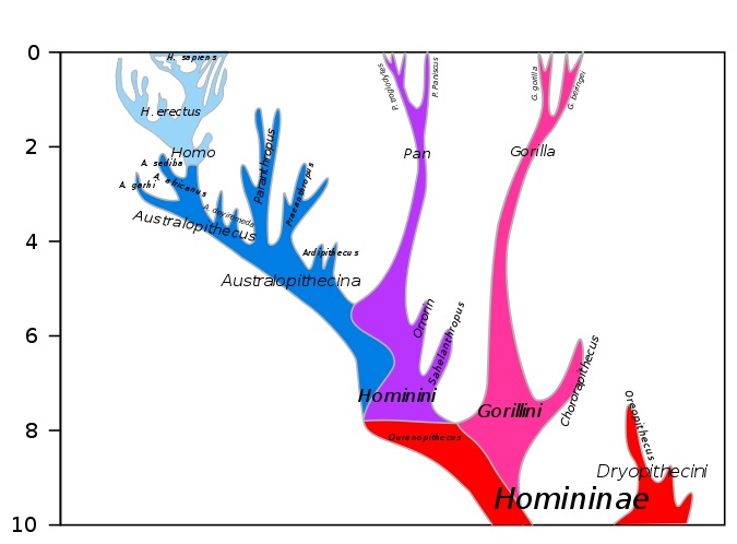 Difference Between Evolution and Mutation