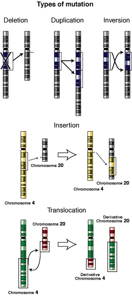 Evolution vs Mutation