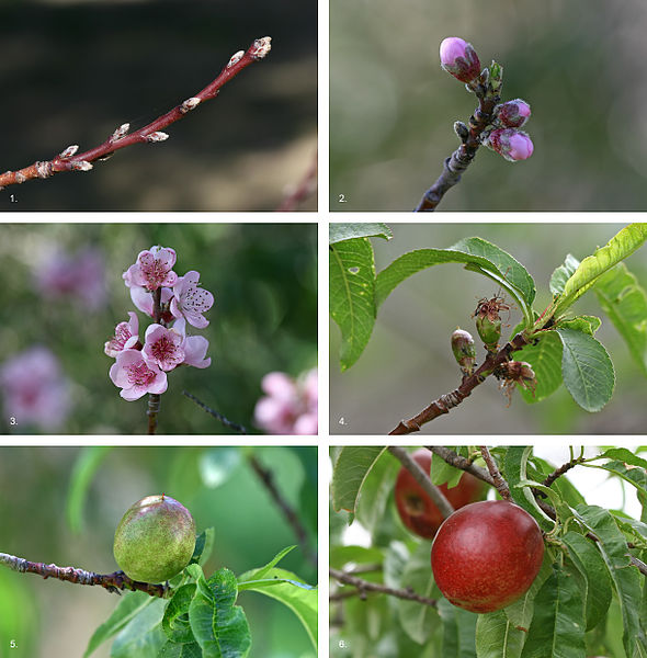 Difference Between Flower and Fruit