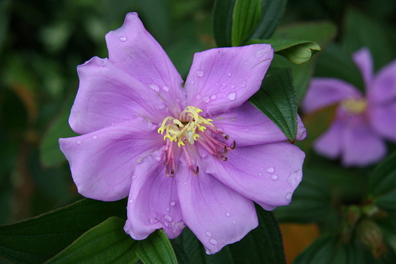Difference Between Flower and Inflorescence