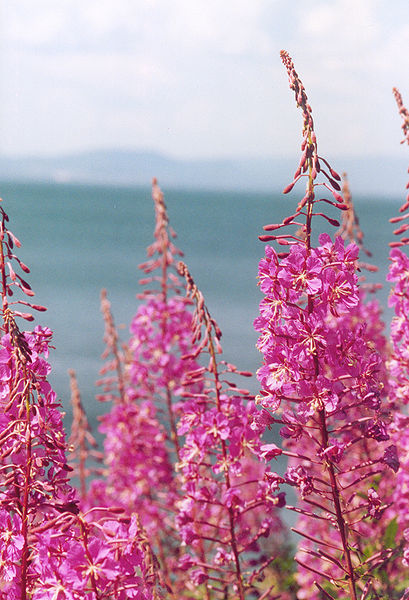 Flower and Inflorescence