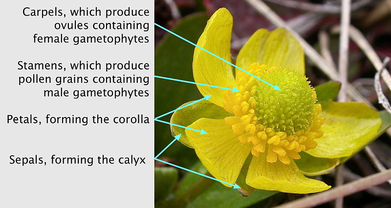 what-is-the-difference-between-flower-and-inflorescence-pediaa-com