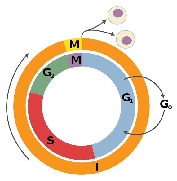 What is the Difference Between G1 and G2 Phase of Cell ...