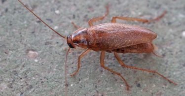 What is the Difference Between German and American Cockroach