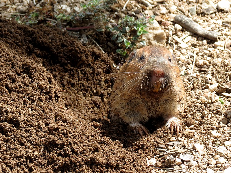 What Is The Difference Between Gopher And Groundhog Pediaa Com