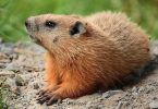 Difference Between Gopher and Groundhog